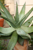 Aloe ferox RCP7-10 136.jpg